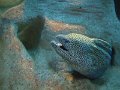 Cape town aquarium-maray-eel